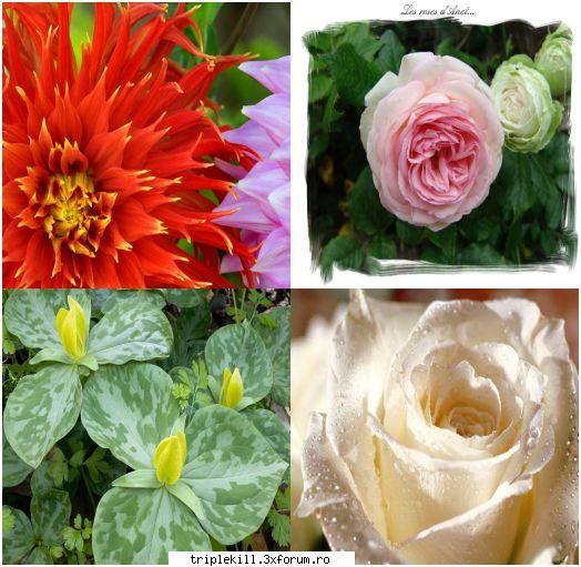 Nature Scences Flowers - 143 JPG | 1600x1200 | 1024x768 | RS | 26 MB Code - >>>WALLPAPERS & ICONS<<<